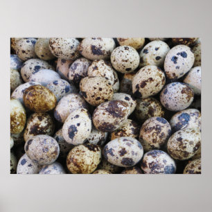 Kvargägg Poster