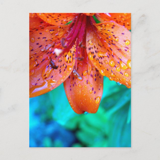 kvarlevor av sommartid vykort (Framsida)