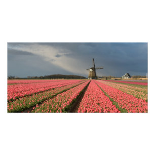 Kvarn med rosa tulpan i vår fototryck