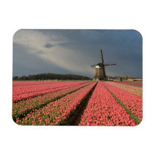 Kvarn med rosa tulpan i vår magnet