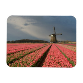 Kvarn med rosa-tulpaner i vår magnet
