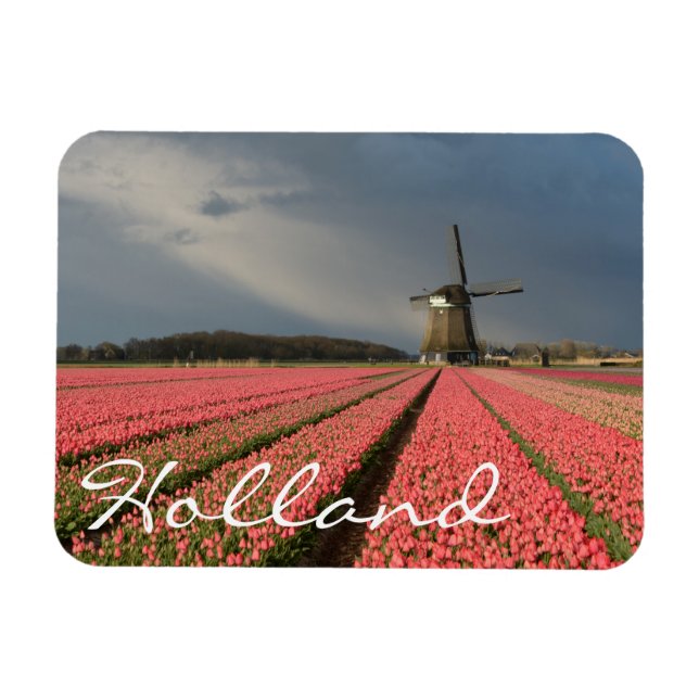 Kvarn med rosa-tulpaner i vår magnet (Horisontell)