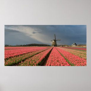 Kvarn med rosa-tulpaner i vår poster