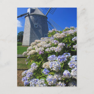 Kvarn och Hydrangeas Cape Cod Vykort