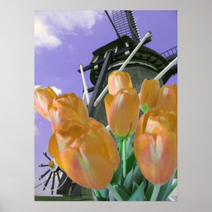 Kvarn orange Tulip Poster Skriv ut