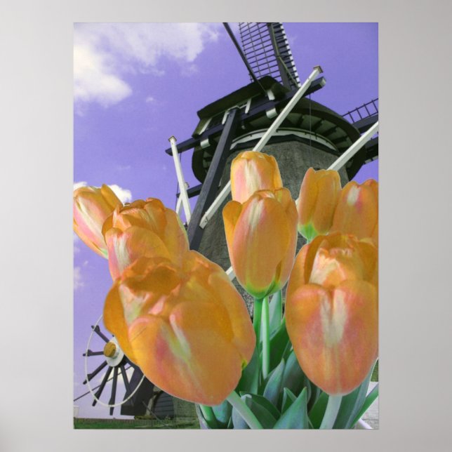 Kvarn orange Tulip Poster Skriv ut (Framsidan)