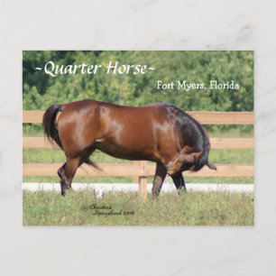 Kvartal Horse Fort Myers Florida Postcard Vykort