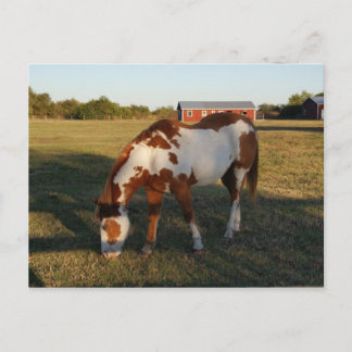 Kvarterhäst 4 vykort