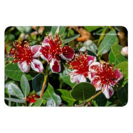Kvartetten Pineapple Guava/Guavasteen Flowers Magnet