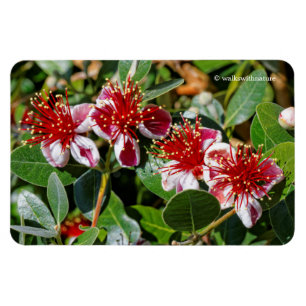 Kvartetten Pineapple Guava/Guavasteen Flowers Magnet