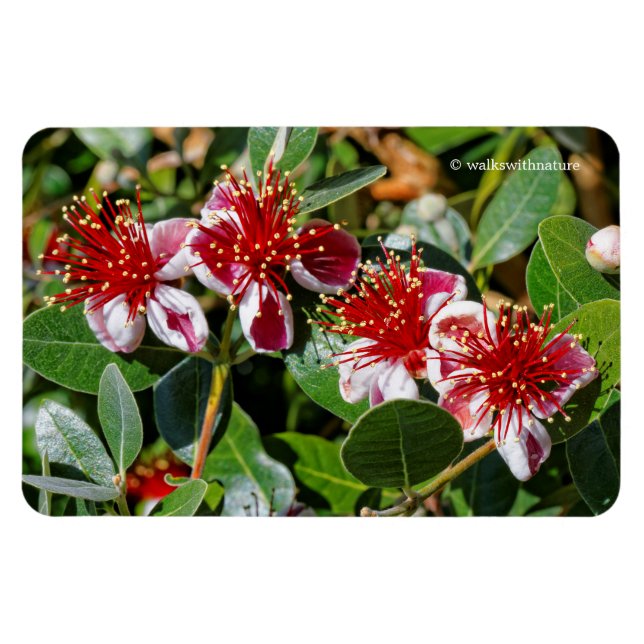 Kvartetten Pineapple Guava/Guavasteen Flowers Magnet (Horisontell)