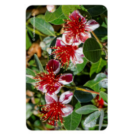 Kvartetten Pineapple Guava/Guavasteen Flowers Magnet
