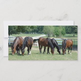 Kvarthästar för betning