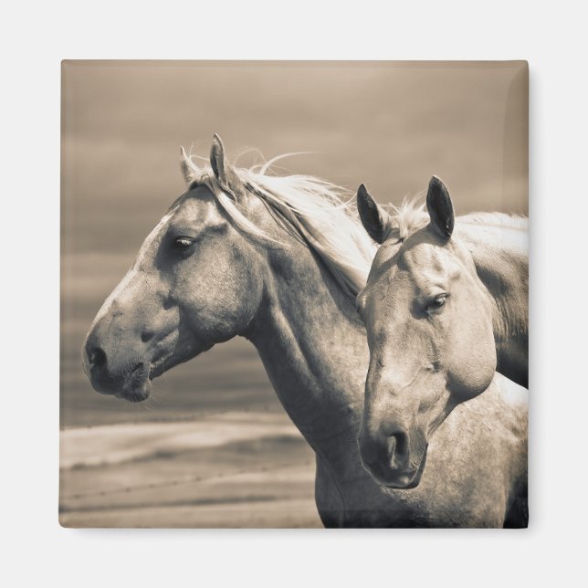 Kvarthästar på Kanadas Prairie Magnet (Framsidan)