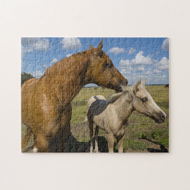Kvartshästar Texas. Pussel (Horisontell)