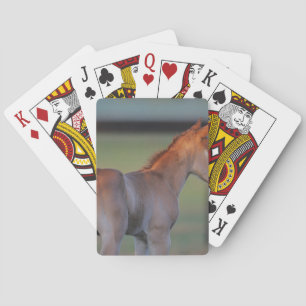 Kvartskal - föl casinokort