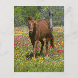Kvartskorn i Fält av Wildblommor Vykort