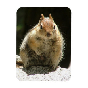 Kväsa ekorren magnet