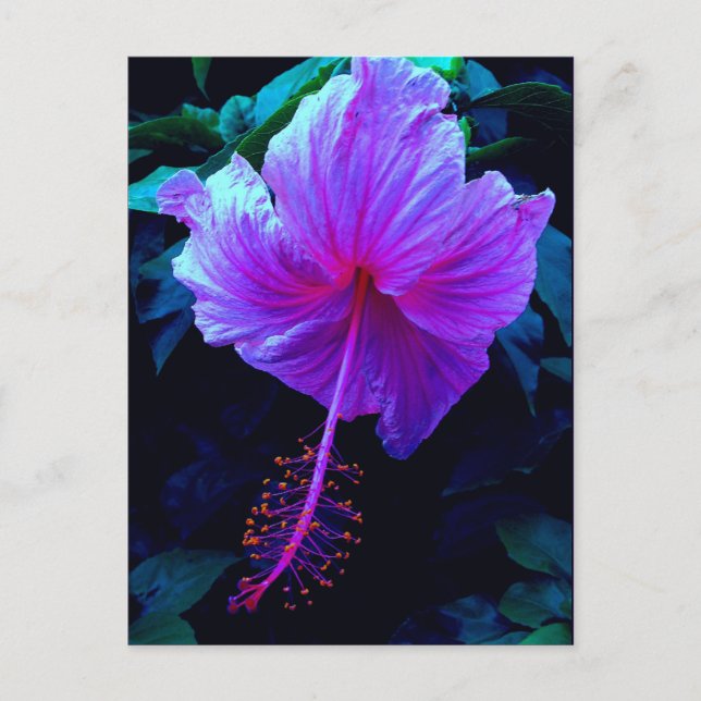 Kväve Hibiscus Vykort (Framsida)