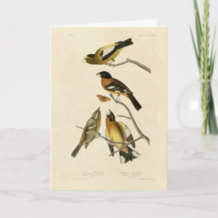Kväve, utspridd Grosbeak Audubon Birds of America Kort