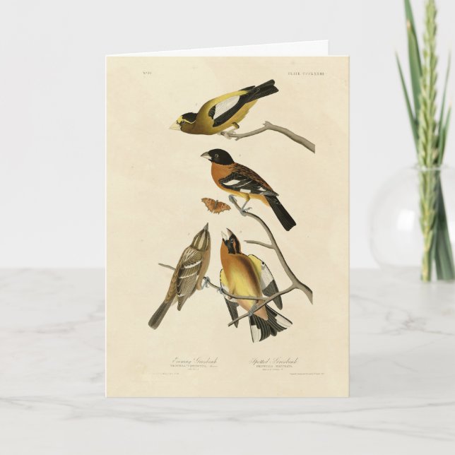 Kväve, utspridd Grosbeak Audubon Birds of America Kort (Framsida)