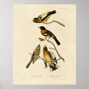 Kväve, utspridd Grosbeak Audubon Birds of America Poster