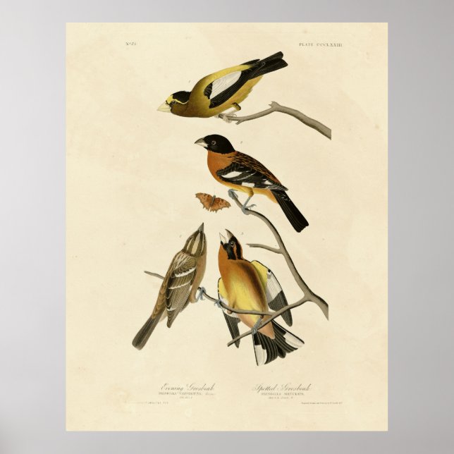Kväve, utspridd Grosbeak Audubon Birds of America Poster (Framsidan)