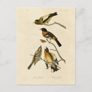 Kväve, utspridd Grosbeak Audubon Birds of America Vykort