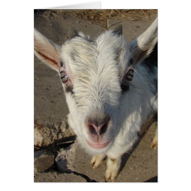 Kviggar Hälsningskort (Framsidan)