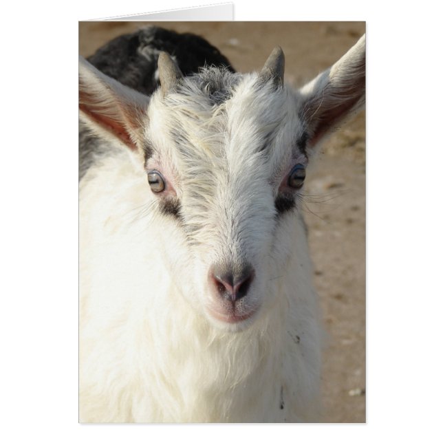 Kviggar Hälsningskort (Framsidan)