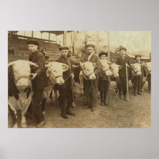 Kvigor Poster (Framsidan)