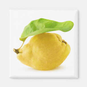 Kvingfrukt Magnet