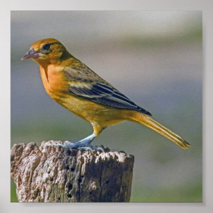 Kvinna Baltimore Oriole Poster