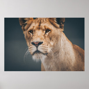 KVINNA LEJONARE VID JYLLAND PARK ZOO POSTER