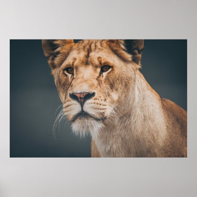 KVINNA LEJONARE VID JYLLAND PARK ZOO POSTER (Framsidan)