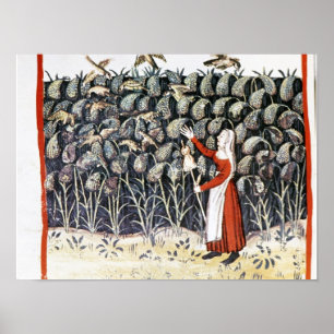 Kvinna som skyddar henne skörd av Millet Poster