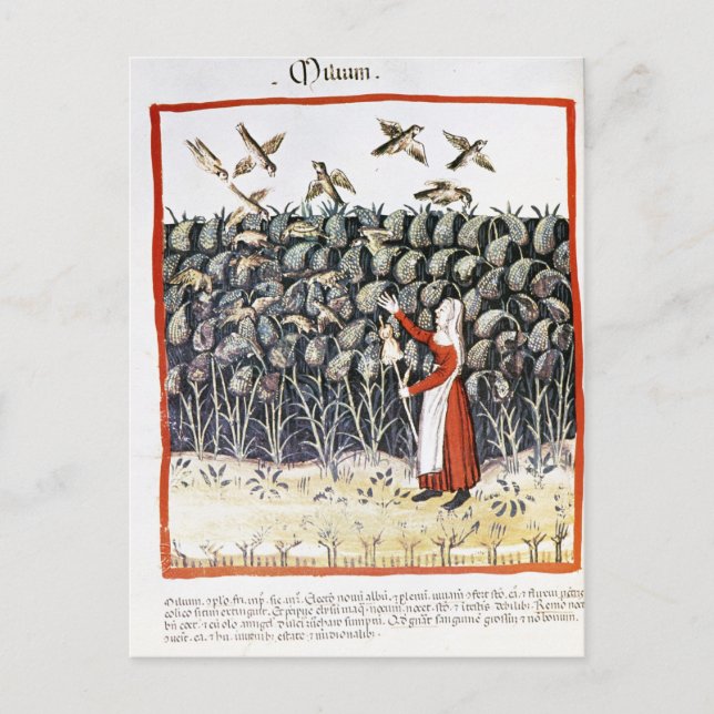 Kvinna som skyddar sin hirsmiljö vykort (Framsida)