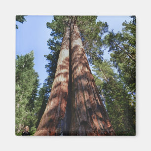 Kvinna som videofilmar vid foten av massiv Sequoia Magnet
