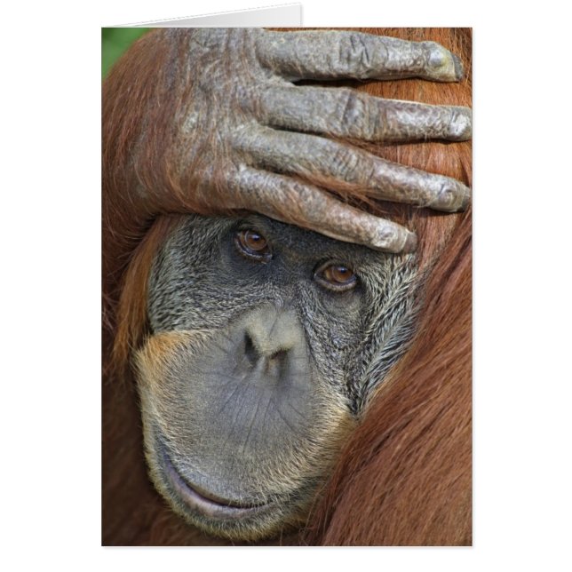 Kvinna Sumatran Orangutan Hälsningskort (Framsidan)
