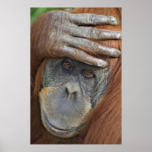 Kvinna Sumatran Orangutan Poster (Framsidan)
