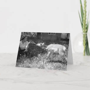 Kvinnaflaska - mata en antelope. kort