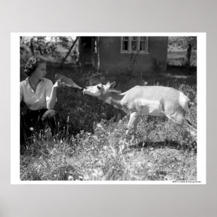 Kvinnaflaska - mata en antelope. poster