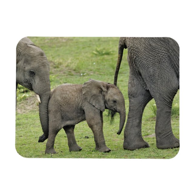 Kvinnlig afrikansk elefant med Baby Magnet (Horisontell)