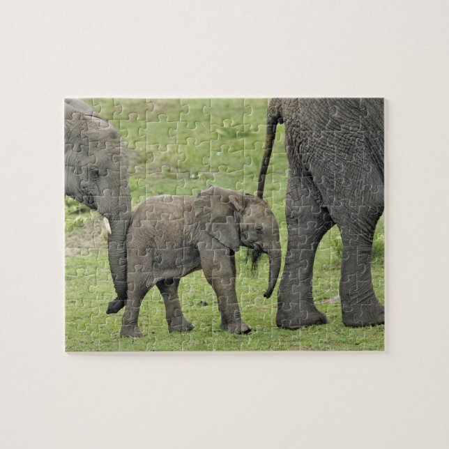 Kvinnlig afrikansk elefant med Baby Pussel (Horisontell)