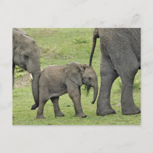 Kvinnlig afrikansk elefant med bebiset, Loxodonta Vykort