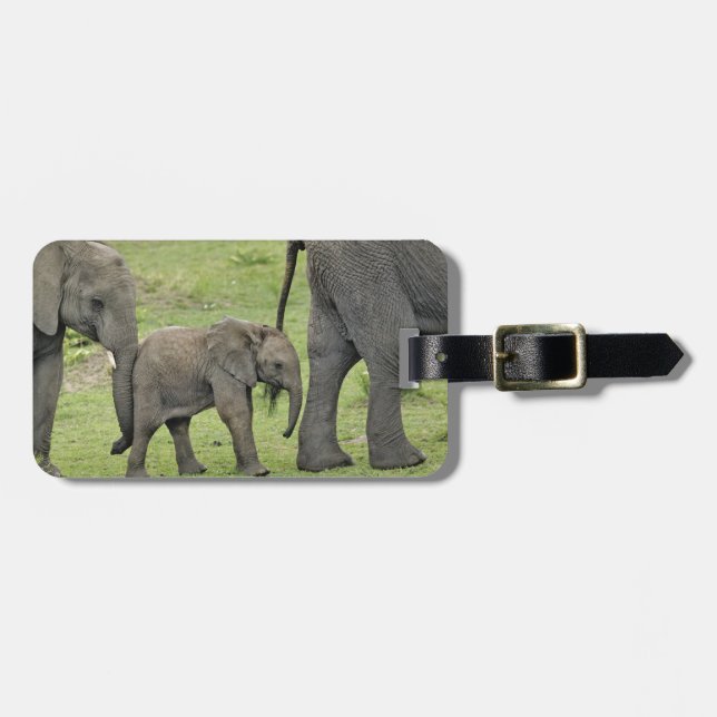 Kvinnlig afrikansk elefant med unge bagagebricka (Horisontell Framsida)