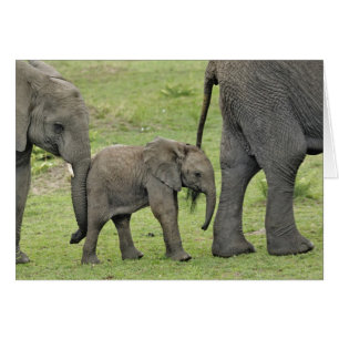 Kvinnlig afrikansk elefant med unge hälsningskort
