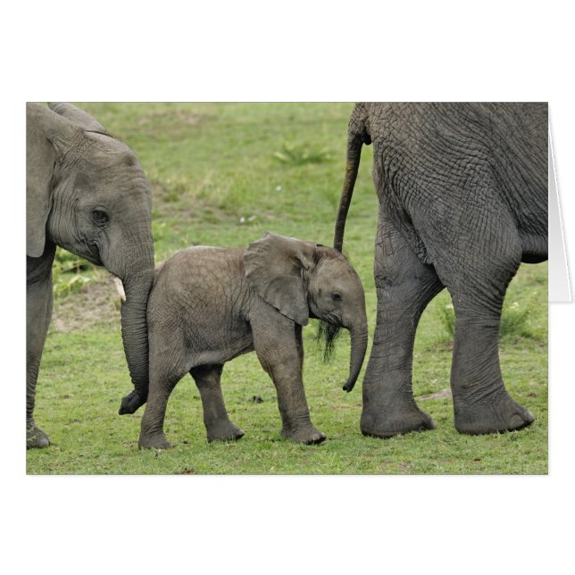 Kvinnlig afrikansk elefant med unge hälsningskort (Framsidan Horizontal)