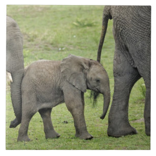 Kvinnlig afrikansk elefant med unge kakelplatta