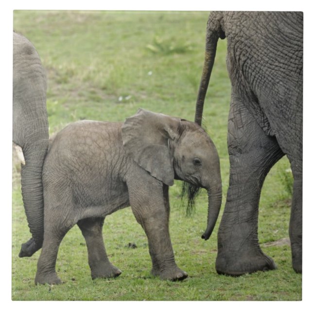 Kvinnlig afrikansk elefant med unge kakelplatta (Framsidan)